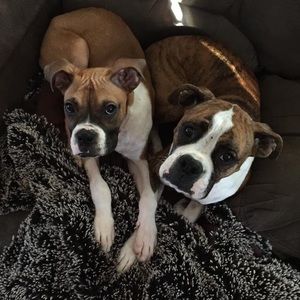 Meet your Posher, Laurie